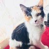 mscat04